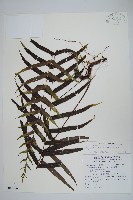 藏品(箭葉水龍骨、擬水龍骨)的圖片