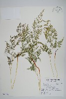 藏品(高山金粉蕨)的圖片