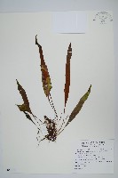 藏品(骨牌蕨)的圖片