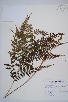 藏品(山蹄蓋蕨)的圖片