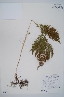 藏品(三角葉假冷蕨)的圖片