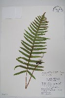 藏品(臺灣水龍骨)的圖片