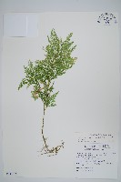 藏品(異葉卷柏)的圖片