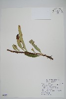 藏品(波氏星蕨)的圖片