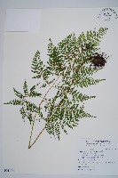 藏品(稀子蕨)的圖片