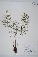 藏品(威氏鐵角蕨)的圖片