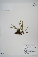 藏品(瓦葦)的圖片