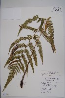 藏品(南海鱗毛蕨)的圖片