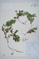 藏品(生根卷柏)的圖片