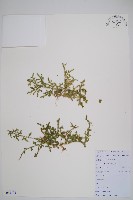 藏品(過山龍)的圖片