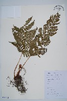 藏品(闊鱗鱗毛蕨)的圖片