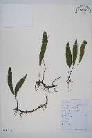 藏品(狹基巢蕨)的圖片