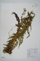 藏品(烏蕨)的圖片