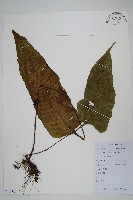 藏品(盾蕨)的圖片