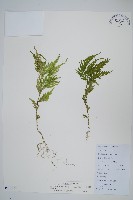 藏品(全緣卷柏)的圖片