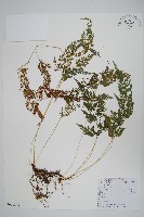 藏品(日本金粉蕨)的圖片