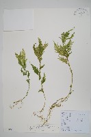 藏品(全緣卷柏)的圖片