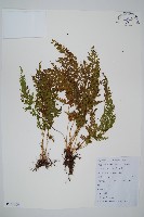 藏品(烏蕨)的圖片