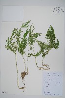 藏品(江南卷柏)的圖片