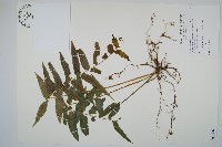 藏品(長葉腎蕨)的圖片