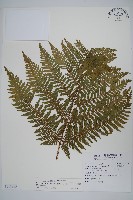 藏品(肋毛蕨)的圖片