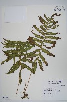 藏品(密毛毛蕨)的圖片