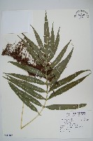 藏品(大線蕨)的圖片