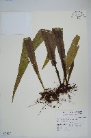 藏品(星蕨)的圖片