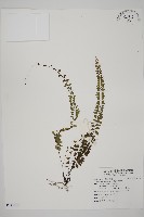 藏品(鞭葉鐵線蕨)的圖片
