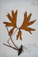 藏品(雙扇蕨)的圖片