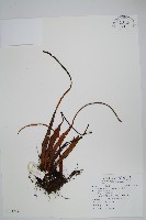 藏品(尖嘴蕨)的圖片