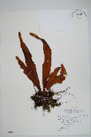 藏品()的圖片