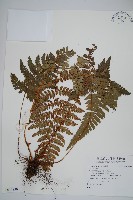 藏品(二尖耳蕨)的圖片