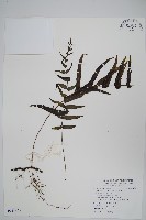 藏品(箭葉水龍骨、擬水龍骨)的圖片