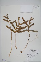 藏品(掌葉茀蕨)的圖片