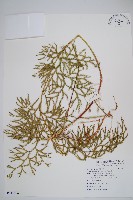 藏品(過山龍)的圖片