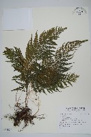 藏品()的圖片