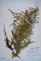 藏品(姬蕨)的圖片