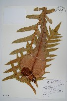 藏品(崖薑蕨)的圖片