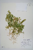 藏品(生根卷柏)的圖片