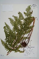 藏品(鈴木氏鳳尾蕨)的圖片