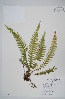 藏品(翅軸假金星蕨、短柄卵果蕨)的圖片