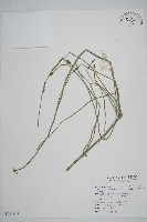 藏品(臺灣木賊)的圖片