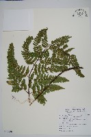 藏品(落鱗鱗毛蕨)的圖片