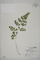 藏品(鐵線蕨)的圖片