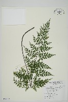 藏品(大黑柄鐵角蕨、黃鱗鐵角蕨、大羽鐵角蕨)的圖片