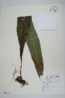 藏品(大星蕨)的圖片