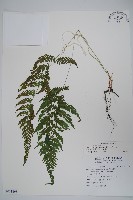 藏品(密腺副金星蕨)的圖片