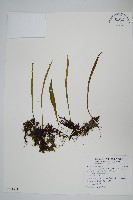 藏品(柳葉劍蕨)的圖片