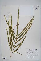 藏品(長葉鳳尾蕨)的圖片
